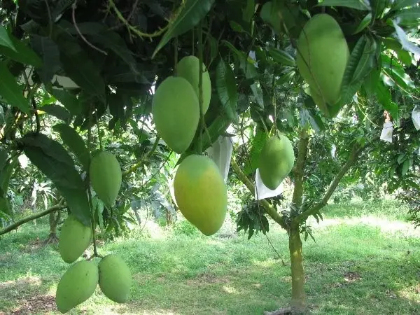 Cây Ăn quả - Cây Xoài