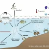 Interactions of Vibrio spp. and their natural environment, adapted from the study by Sakib et al