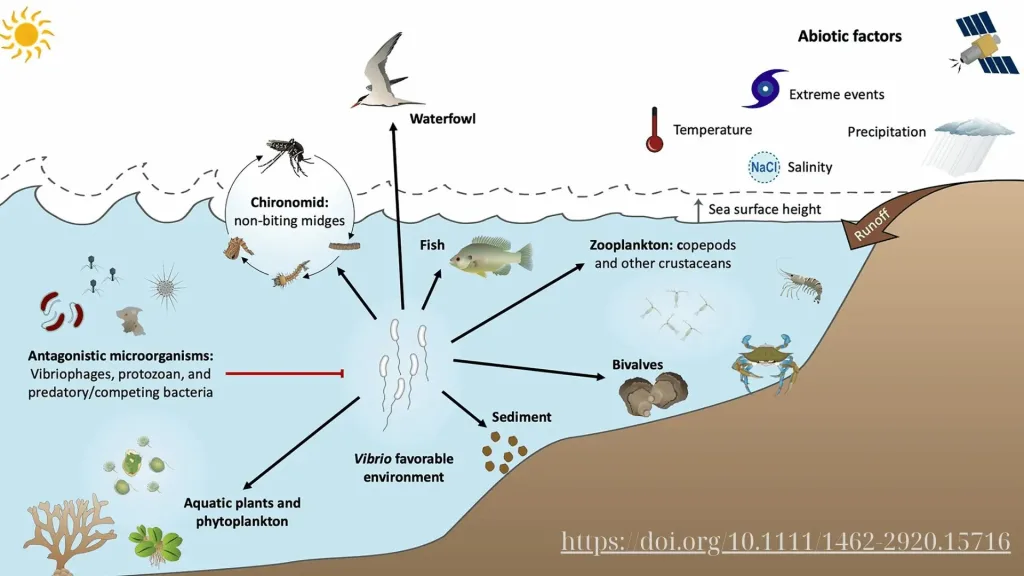 Interactions of Vibrio spp. and their natural environment, adapted from the study by Sakib et al