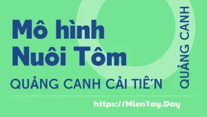 Mô hình nuôi tôm Quảng canh, Mô hình nuôi tôm quảng canh cải tiến