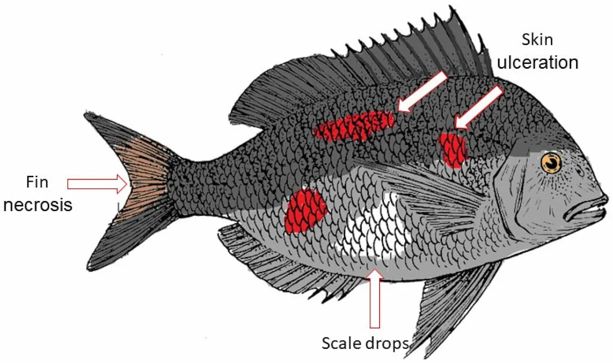 Vibriosis in fish. Vibriosis symptoms in fish, as shown by the skin ulceration, scale drops, and fin necrosis. image.webp