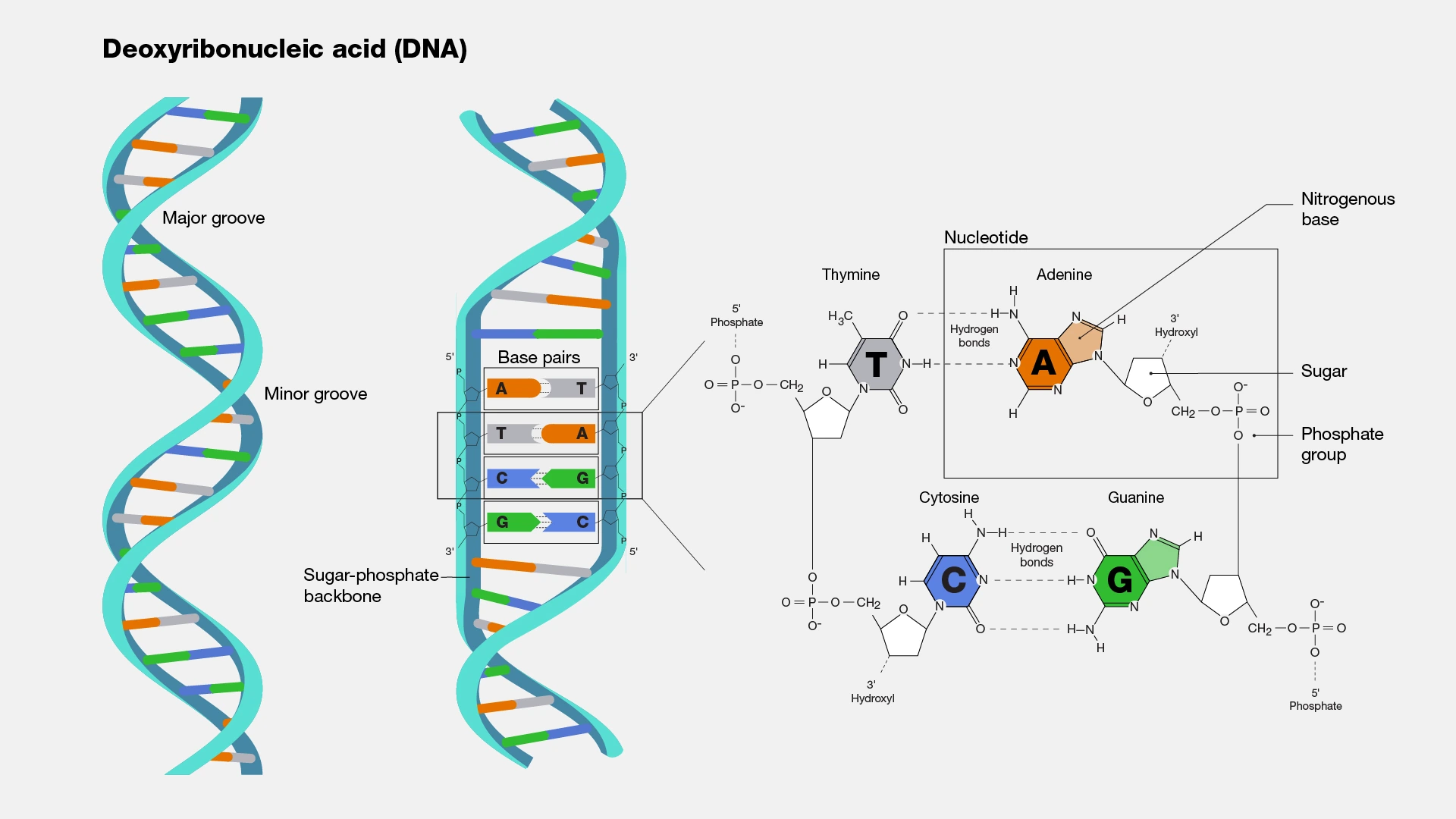 Deoxyribonucleic Acid (DNA) image