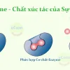 Enzyme - Chất xúc tác của Sự sống Enzyme - Chất xúc tác của Sự sống: Định nghĩa. cơ chế, vai trò phân loại ,