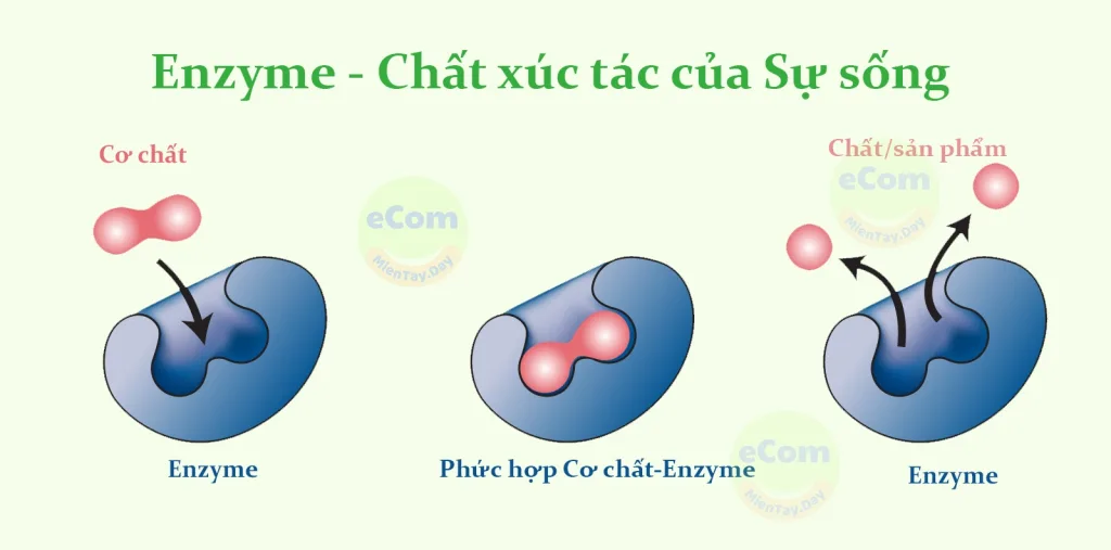 Enzyme - Chất xúc tác của Sự sống Enzyme - Chất xúc tác của Sự sống: Định nghĩa. cơ chế, vai trò phân loại ,