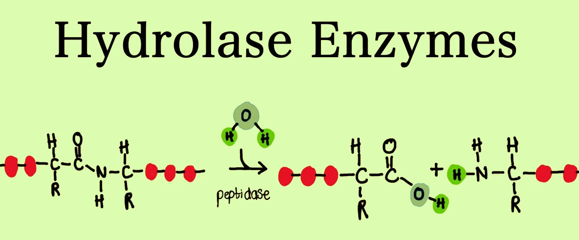 Hydrolase Enzymes