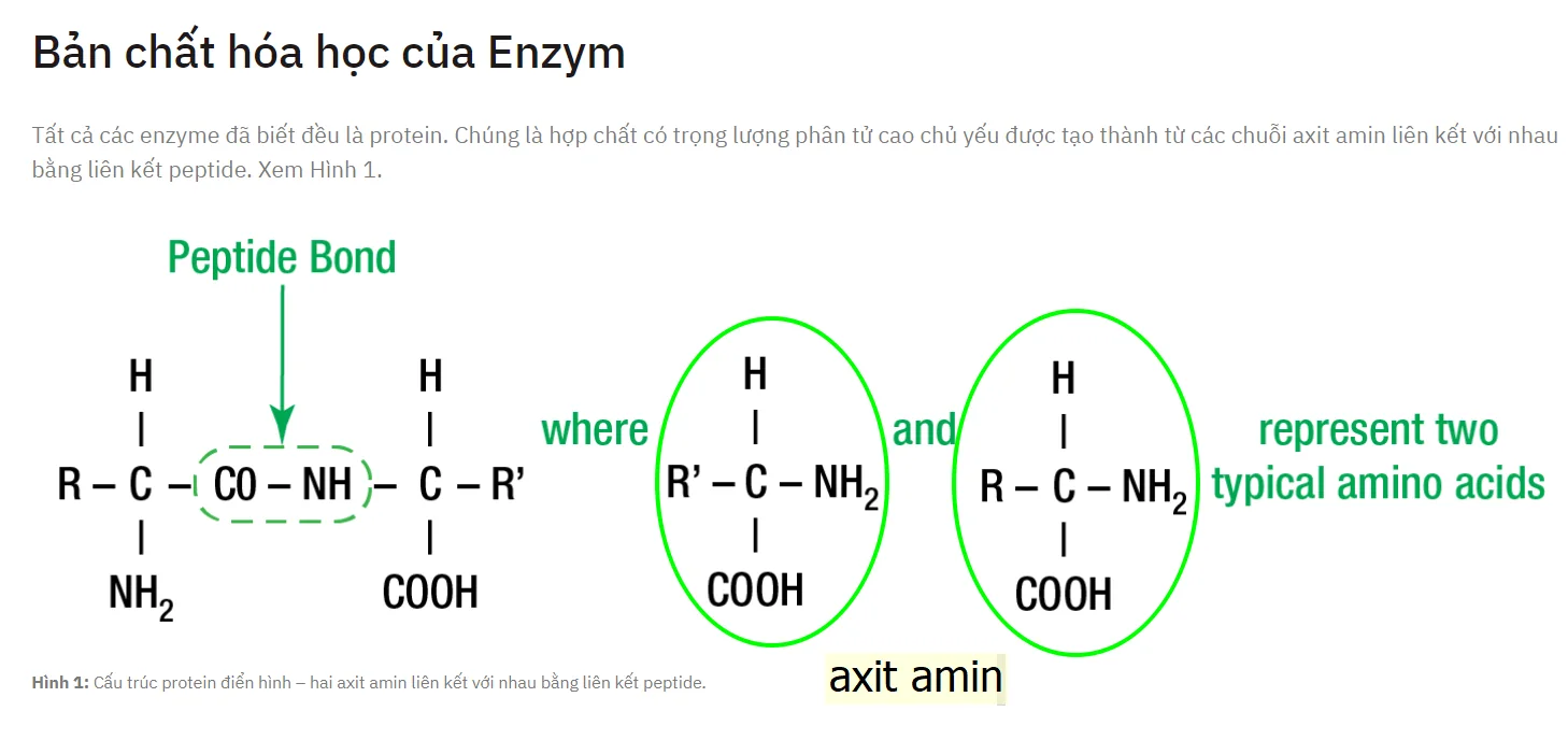 Bản chất hóa học của Enzyme