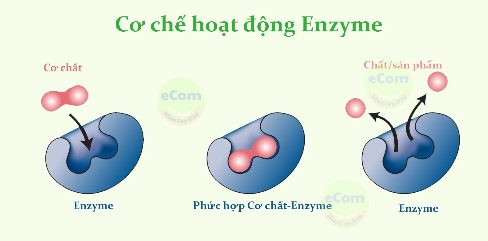 Mô tả Cơ chế hoạt động enzyme