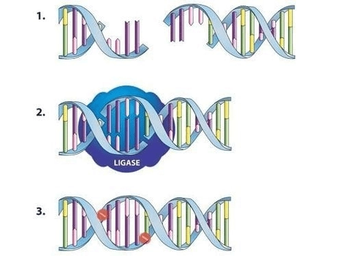 Ligase enzyme