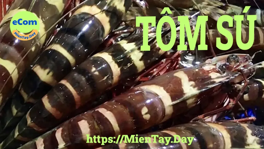 Tôm sú (Penaeus monodon) - Mientay.day